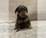 Small #4 Miniature Pinscher