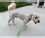 Small #1 Mutt