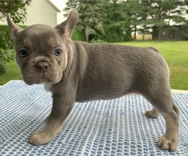 Medium Photo #16 French Bulldog Puppy For Sale in BREMEN, IN, USA