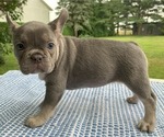 Small Photo #16 French Bulldog Puppy For Sale in BREMEN, IN, USA
