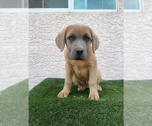 Cane Corso Puppy for sale in ELK GROVE, CA, USA