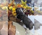 Small #4 Schnauzer (Miniature)