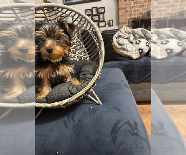 Medium Photo #1 Yorkshire Terrier Puppy For Sale in PORTLAND, OR, USA