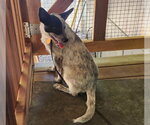 Small #1 Mutt