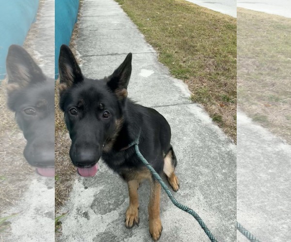Medium Photo #9 German Shepherd Dog Puppy For Sale in Plantation, FL, USA
