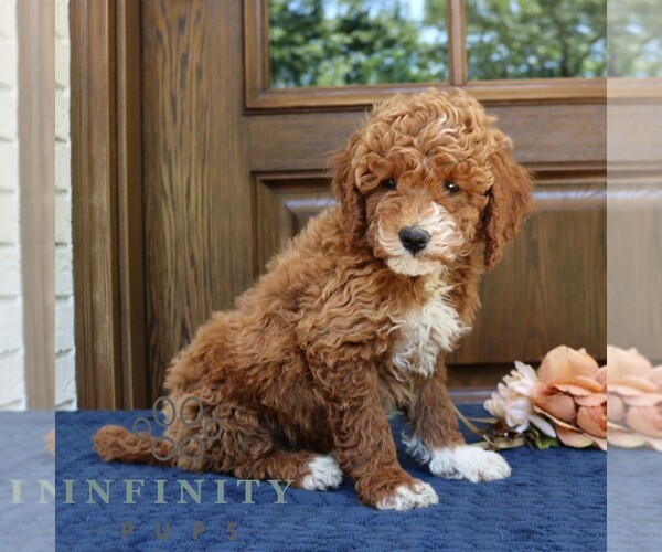 Medium Photo #4 Goldendoodle (Miniature) Puppy For Sale in NARVON, PA, USA
