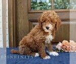 Small #3 Goldendoodle (Miniature)