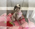 Small #2 Poodle (Miniature)