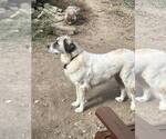Small #2 Great Pyrenees