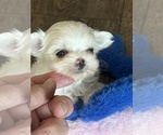 Small #4 Maltese