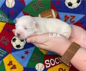Maltese Puppy for Sale in WINNSBORO, Louisiana USA