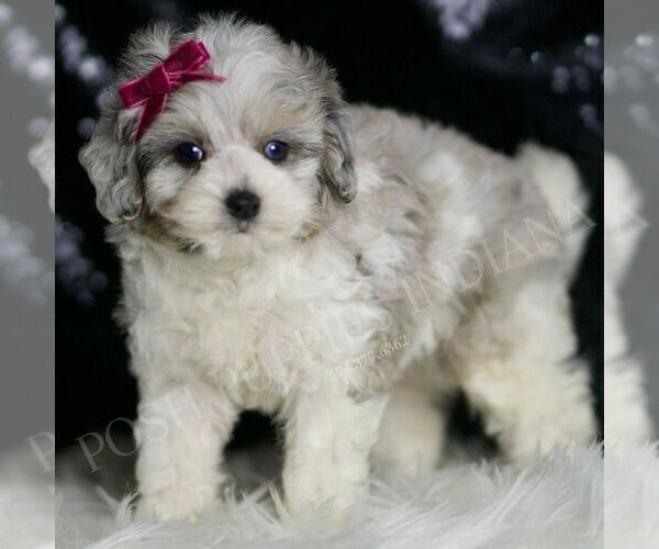 Medium Photo #119 Maltipoo Puppy For Sale in WARSAW, IN, USA