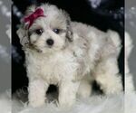 Small Photo #119 Maltipoo Puppy For Sale in WARSAW, IN, USA