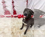 Small #8 American Pit Bull Terrier-Labrador Retriever Mix