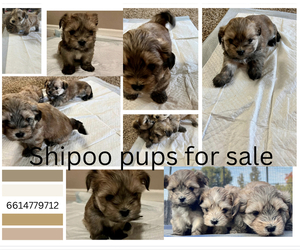 ShihPoo Puppy for sale in BAKERSFIELD, CA, USA