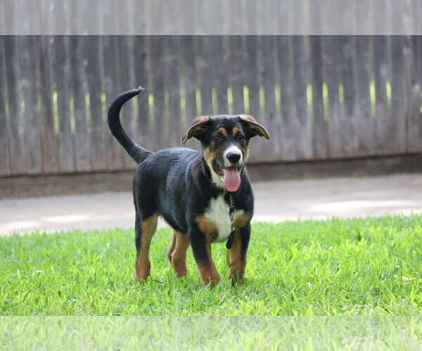 Medium Photo #4 German Shepherd Dog-Unknown Mix Puppy For Sale in Lillian, TX, USA