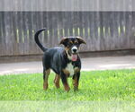 Small #3 German Shepherd Dog Mix