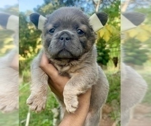 French Bulldog Puppy for sale in WINTER PARK, FL, USA