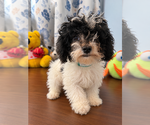 BichPoo puppies - Male Bichpoo Puppy for Sale - Photo #14