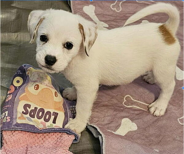 Medium Photo #1 Border Terrier-Unknown Mix Puppy For Sale in Williamsburg, NM, USA