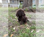 Small #11 German Shorthaired Lab