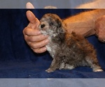 Small #5 Poodle (Toy)