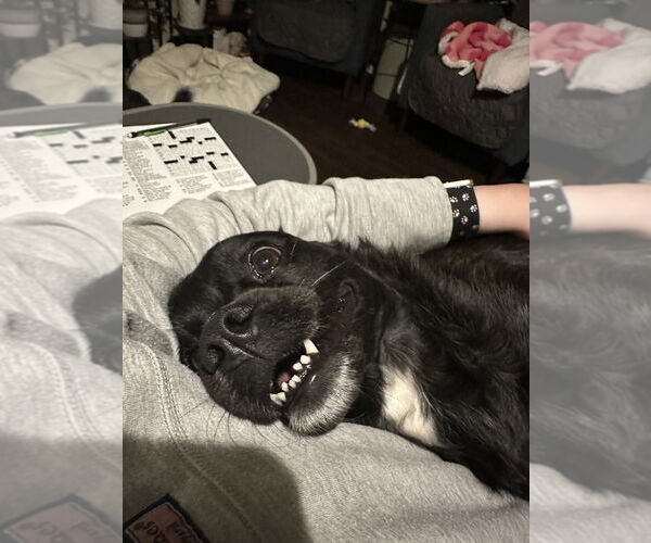Medium Photo #4 Pug-Spaniel Mix Puppy For Sale in Aurora, IN, USA