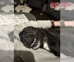Small #3 Pug-Spaniel Mix