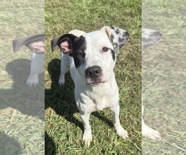 Medium Photo #11 Labrador Retriever-Unknown Mix Puppy For Sale in Woodbury, NY, USA