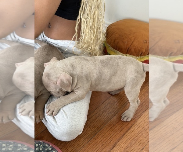 Medium Photo #3 American Bully Puppy For Sale in BOLINGBROOK, IL, USA
