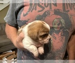 Puppy Ron Weasley Schweenie