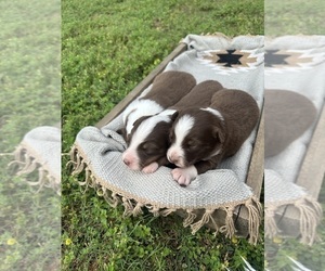 Australian Shepherd Puppy for sale in LUTHER, OK, USA