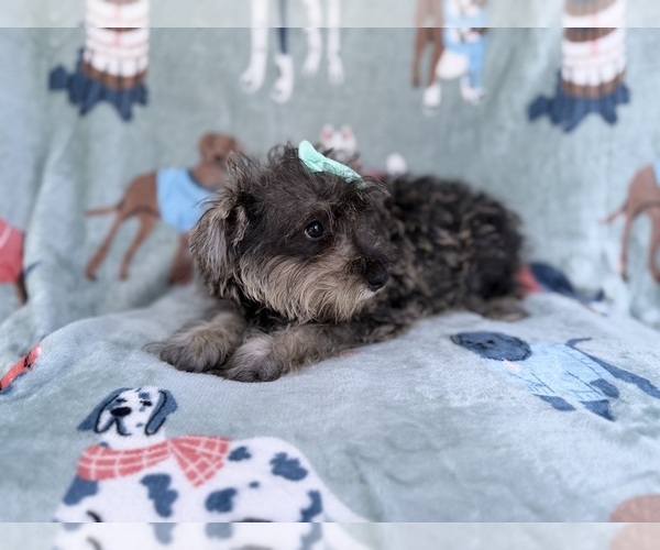 Medium Photo #3 Schnauzer (Miniature) Puppy For Sale in LAKELAND, FL, USA