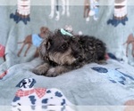 Small #2 Schnauzer (Miniature)