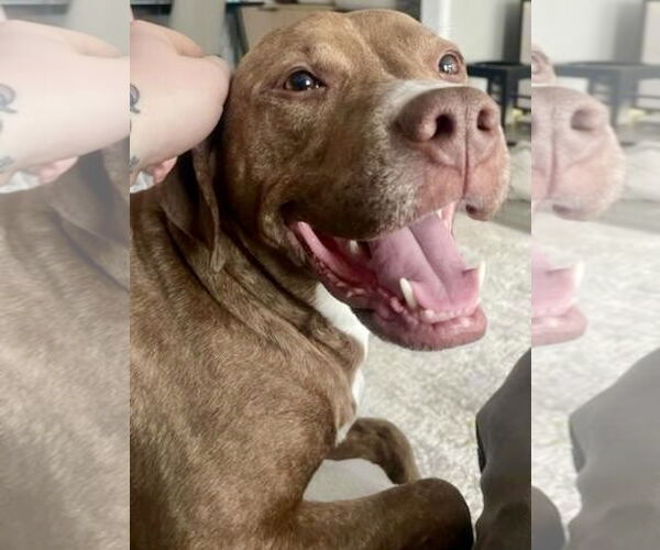 Medium Photo #5 Labrador Retriever-Unknown Mix Puppy For Sale in Ball Ground, GA, USA