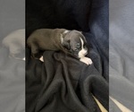 Puppy Puppy 3 Boxer