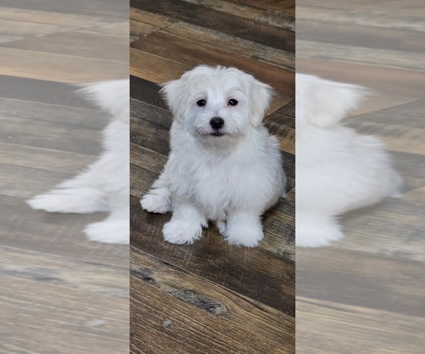 Medium Photo #1 Maltese Puppy For Sale in LOCKHART, TX, USA