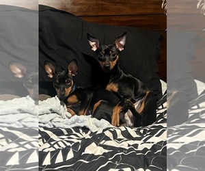 Mother of the Miniature Pinscher puppies born on 07/08/2025