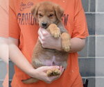 Small #2 Golden Shepherd