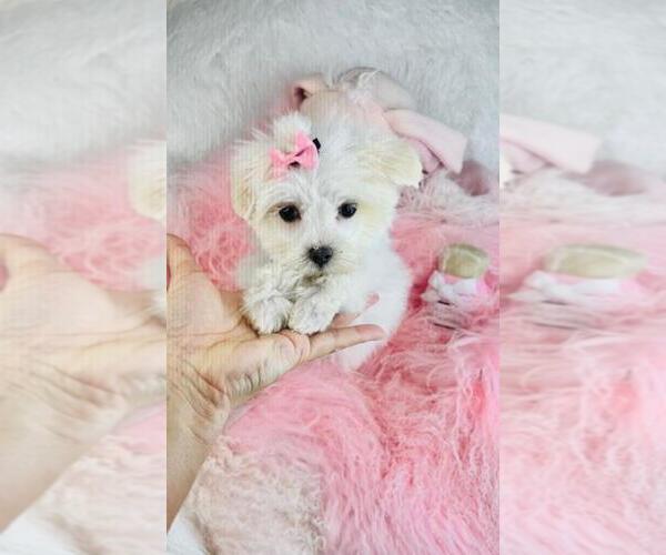 Medium Photo #1 Maltese Puppy For Sale in PEMBROKE PINES, FL, USA