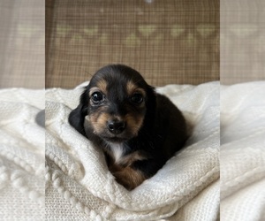 Dachshund Puppy for sale in LONDON, KY, USA