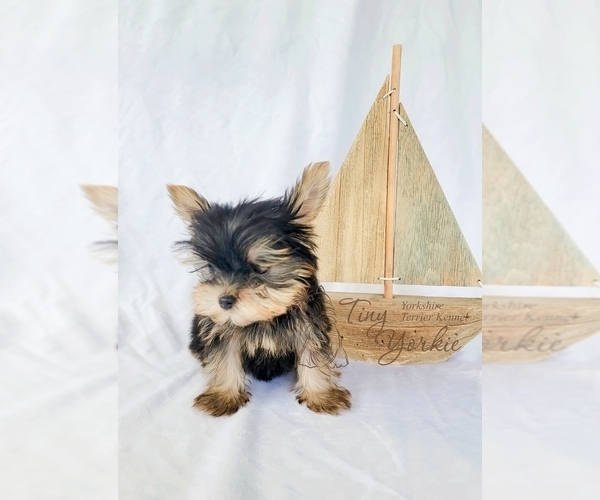 Medium Photo #1 Yorkshire Terrier Puppy For Sale in ORCHARDS, WA, USA