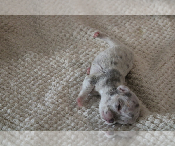 Medium Photo #15 French Bulldog Puppy For Sale in SPRING, TX, USA