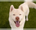 Small #2 Siberian Husky