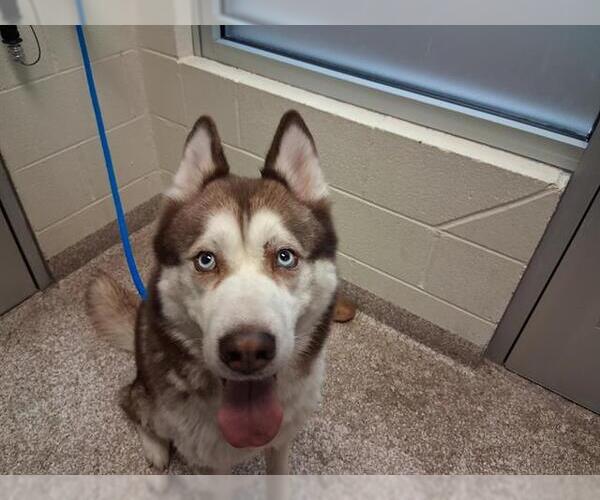 Medium Photo #1 Siberian Husky Puppy For Sale in Pueblo, CO, USA