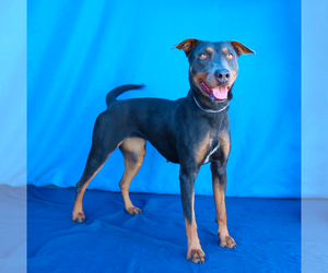 Rhodesian Ridgeback Dogs for adoption in Pasadena, CA, USA