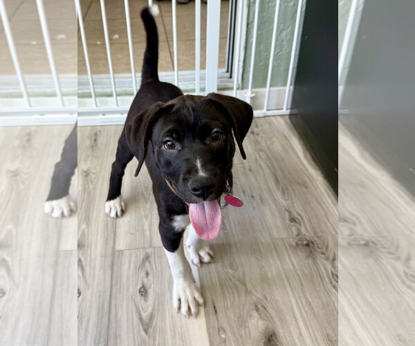 Medium Photo #2 Labrador Retriever-Unknown Mix Puppy For Sale in Royal Palm Beach, FL, USA
