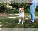 Small #4 American Pit Bull Terrier Mix