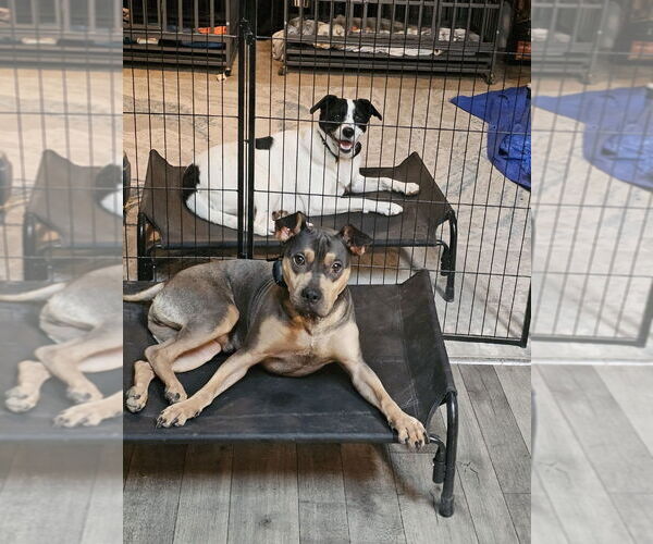 Medium Photo #10 Rus-A-Pei Puppy For Sale in Chandler, AZ, USA