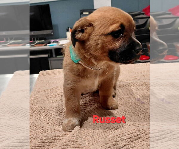 Medium Photo #1 Mutt Puppy For Sale in South Bend, IN, USA